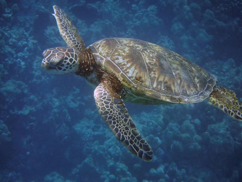 I'm a finalist in Hilton Waikoloa Village's Photo Contest-help me rally votes: flip.to/HLObt0b-tw