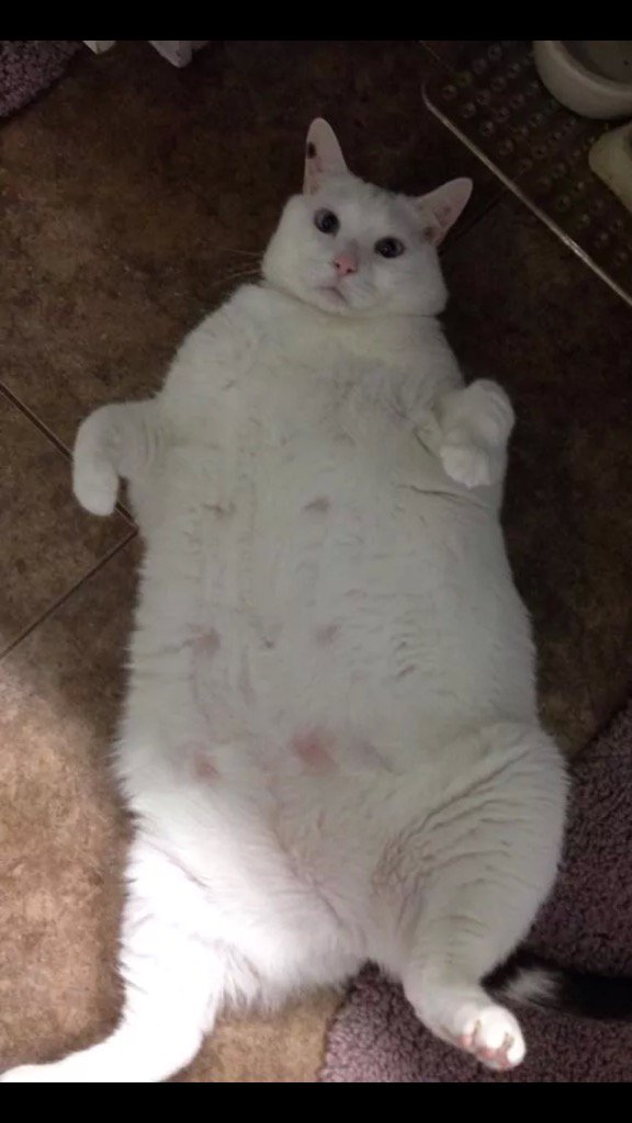 OTWELLCOL's tweet photo. Happy Birthday to my favorite cat person @Csully10 https://t.co/DE9iE3dwl0