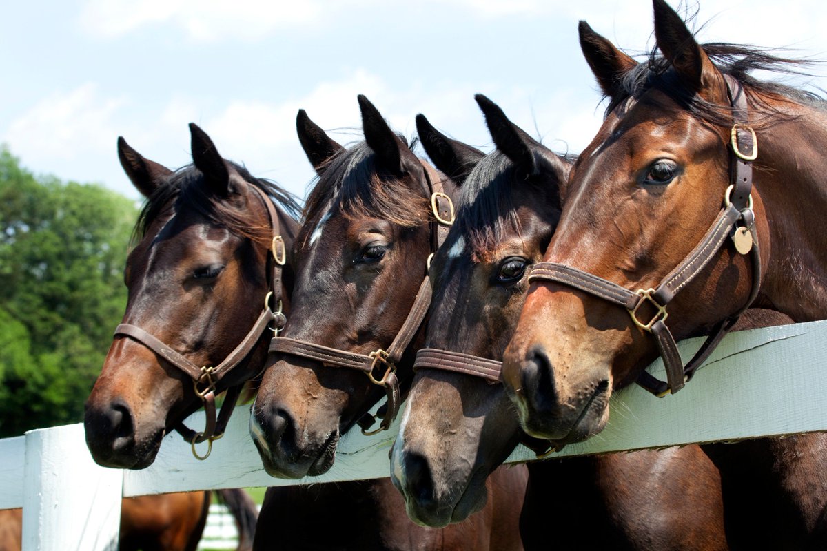 EquestrianAus's tweet photo. Discover Equi-Cover Farm Insurance,cequine specialised farm insurance package with #GowGates https://t.co/fvMFpe9Poc https://t.co/TLVlz1Titj