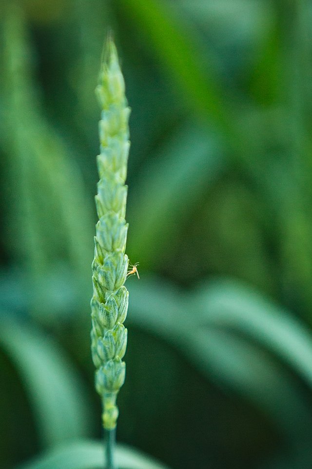 teddidear's tweet photo. It is harder than you would think to get a picture of wheat midge... https://t.co/Ry4Naq6fkd