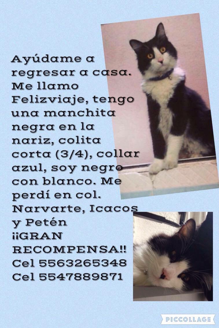 La Nota Positiva (@lanotapositiva) on Twitter photo SE BUSCA GATITO COLLAR AZUL PERDIDO #NARVARTE <a href="/En_laDelValle/">En la Del Valle</a> <a href="/retioDF/">retioDF</a> <a href="/MundoPatitas/">Mundo Patitas AC</a> <a href="/patitasDFyEDO/">PatitasPerdidas</a> <a href="/rescatamx/">Rescata México</a> SE BUSCA GATITO COLLAR AZUL PERDIDO #NARVARTE <a href="/En_laDelValle/">En la Del Valle</a> <a href="/retioDF/">retioDF</a> <a href="/MundoPatitas/">Mundo Patitas AC</a> <a href="/patitasDFyEDO/">PatitasPerdidas</a> <a href="/rescatamx/">Rescata México</a>