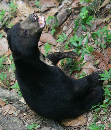 コタキナコ Rie Rieshell Harada בטוויטר ボルネオ島 サバ州の旅で 是非知って欲しい動物４種 ボルネオゾウ 世界最小のゾウ オランウータン 森の人 テングザル 大きな鼻と長い尻尾 サンベアー 世界最小のクマ コタキナバル マレーシア 絶滅危惧種