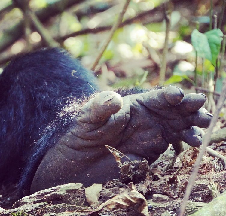 Foot of a great Silverback Gorilla in Bwindi Rainforest. #lonelyplanet #bwindiimpenetrable… instagram.com/p/BIB2lpWgerC/