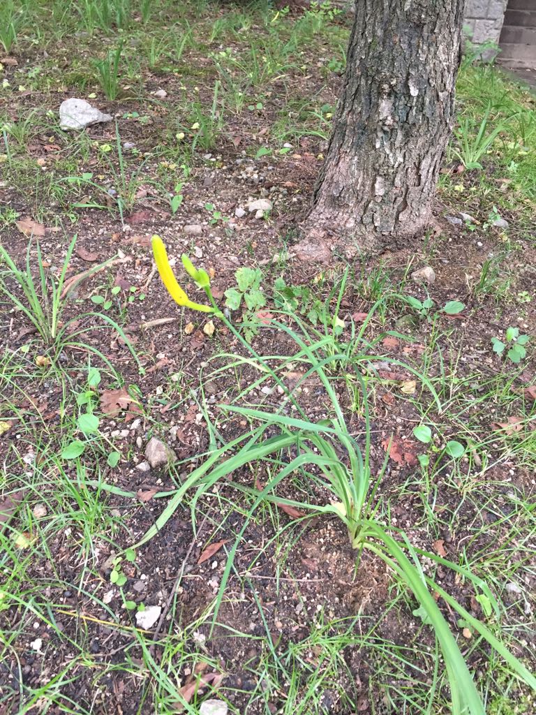 올6월 #정자2동 꽃길에 심은 원추리. 내년 여름에 화사한 노란 꽃밭을 볼 수 있다 했은데 성격 급한 꽃이 몇 송이 있네요. 예고편 감상하세요~ #성남시