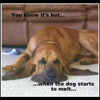 iam_JamesH's tweet photo. This is how we feel in the office today!! #hottestdayoftheyear #dogsdieinhotcars #askEbyE https://t.co/kBtwKWDPBe