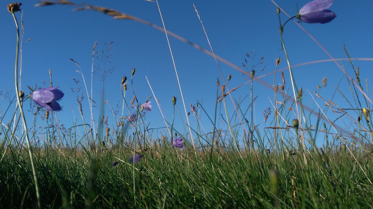 RT pyecombe_greens: Absolutely beautiful morning, bit of a breeze and a clear blue sky. Ecology1BIGGA harebells no…