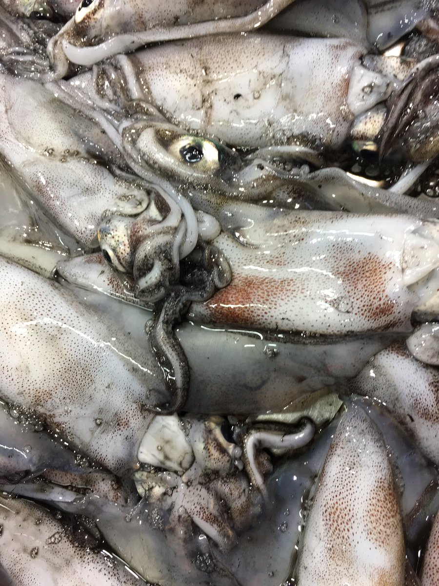 Fresh South Australian Squid caught today, available at Cappo's.
#seafoodie #loveaustralianseafood #fresh #seafood