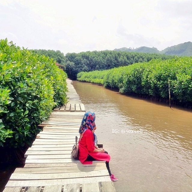 LintasKebumen's tweet photo. [PHOTO] Menikmati rapat dan indahnya Hutan Mangrove Logending yang ada di Desa/ Kecamatan Ayah :D #VisitKebumen2016 https://t.co/ll0KJHHF8q