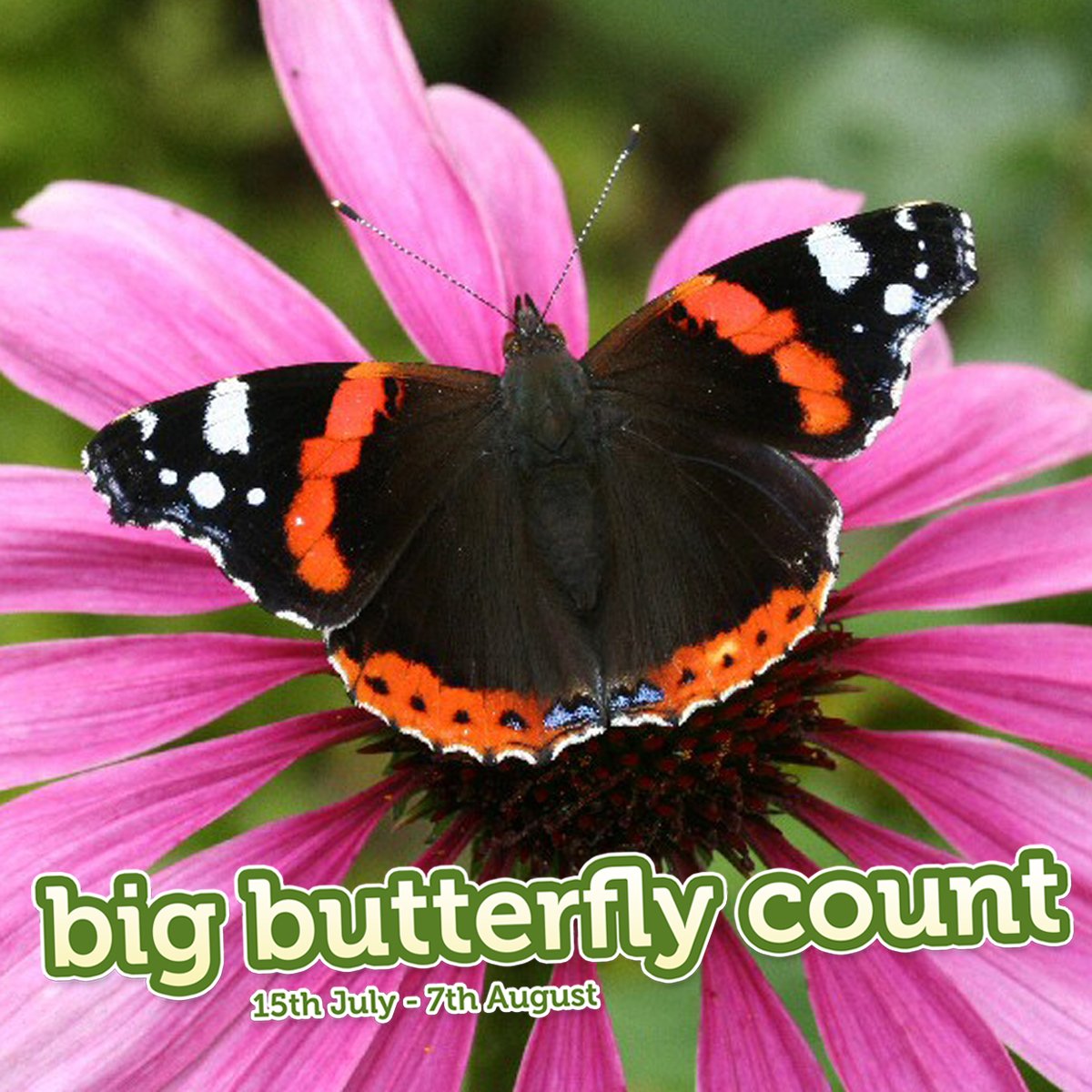 RT savebutterflies: Done a Big #ButterflyCount yet? Good news - You can do more than 1! butterflycount.org G…