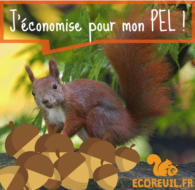 LEcoreuil's tweet photo. Ecoreuil.fr vous fait économiser sur vos achats ! Gardez vos précieuses noisettes pour vos grands projets ! https://t.co/a68Tcxcc8P