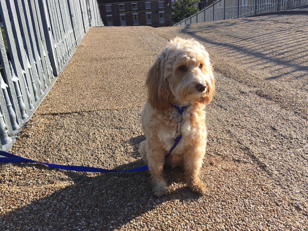 IronbridgeAAC's tweet photo. The King of the bridge is back @charlwadephoto #dogwars #getoffmypatch #ironbridgealfie https://t.co/Wm5fSHAt2l