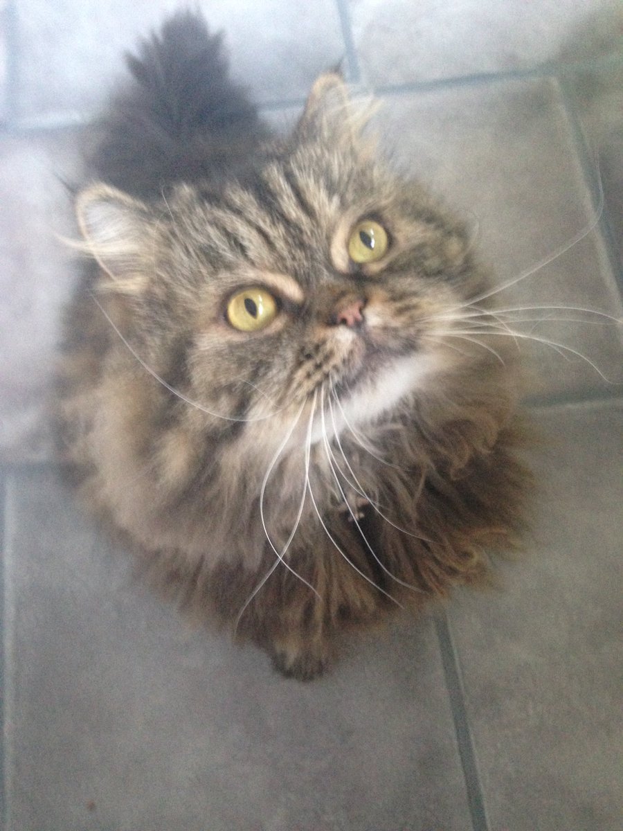 fluffybasil's tweet photo. My #HansumBasturtTooosday entry. Looking for tuna! #tunatuesday 🐟🐟🐟 @hugo4de @clawdiathecat @MoetBlindCat https://t.co/8V6pBu3vtO