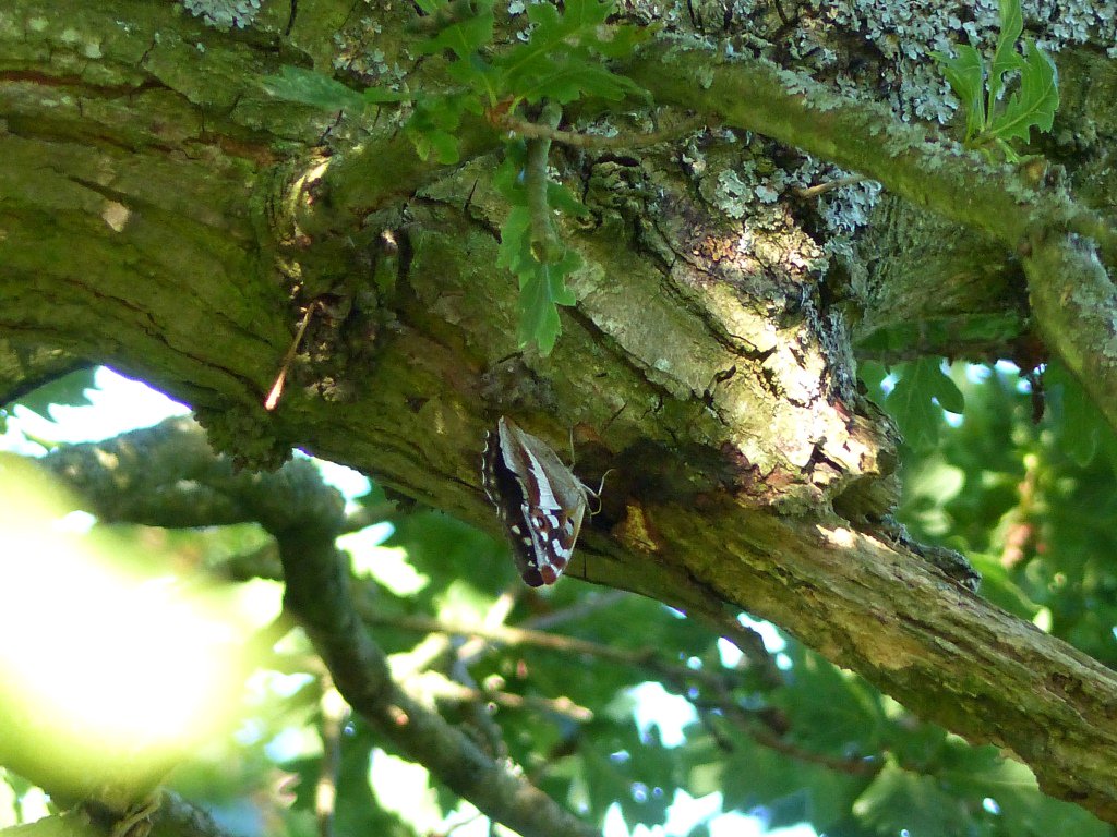 RT NTMatthewOates: Herself, the Purple Empress, feeding on an oak sap bleed at 8pm yesterday, at #Knepp Wildlands.…