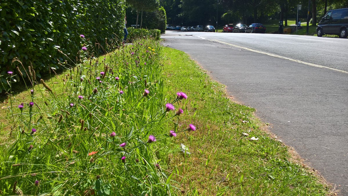 RT B_Strawbridge: Look what StrideTreglown have done with the verge outside their office. Could you do the same? #…