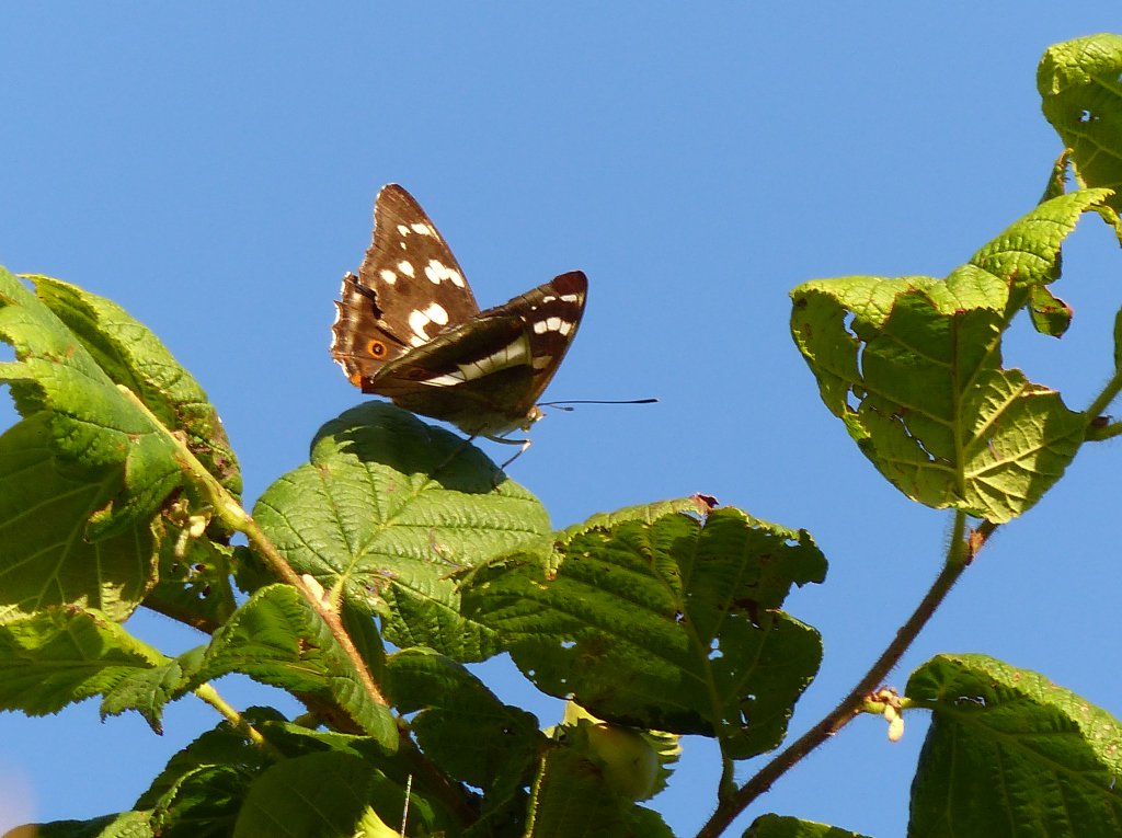 RT NTMatthewOates: Herself, the Empress of Knepp, 8.15pm yesterday. kneppcastle