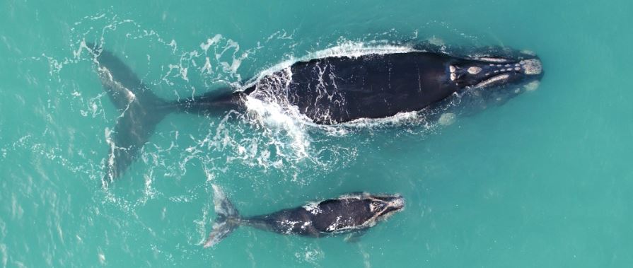 envirosanews's tweet photo. A breathtaking experience these school holidays? Try #whale watching! Find out #SA top spots https://t.co/GIzExbyJS8 https://t.co/KfzhrI15lp