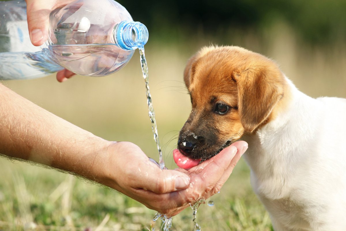 30millionsdamis's tweet photo. #Chaleur #canicule - 1 seul mot d'ordre HYDRATER !
Les 10 astuces de #30millionsdamis
https://t.co/CWzRZsGqhU https://t.co/ZHLESuztiR
