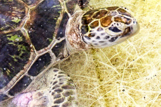 manager_blue's tweet image. Meet Myrtle the #turtle! Our new sponsor baby at Cairns Rehabilitation Centre.