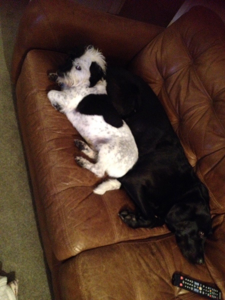 ReigateDogGroup's tweet image. LOST #dog - pls keep eye out for him - lost on #reigate Heath at 6.15am #reigate #surrey @DoglostUK