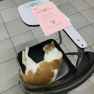 GaleriUB's tweet photo. Peserta Ujian Seleksi Mandiri UB 2016 paling kece 😂😂 Bisa2-nya kucing ikut ujian 😂😂 https://t.co/QbQfBvN7eZ https://t.co/3y7qFvkks7