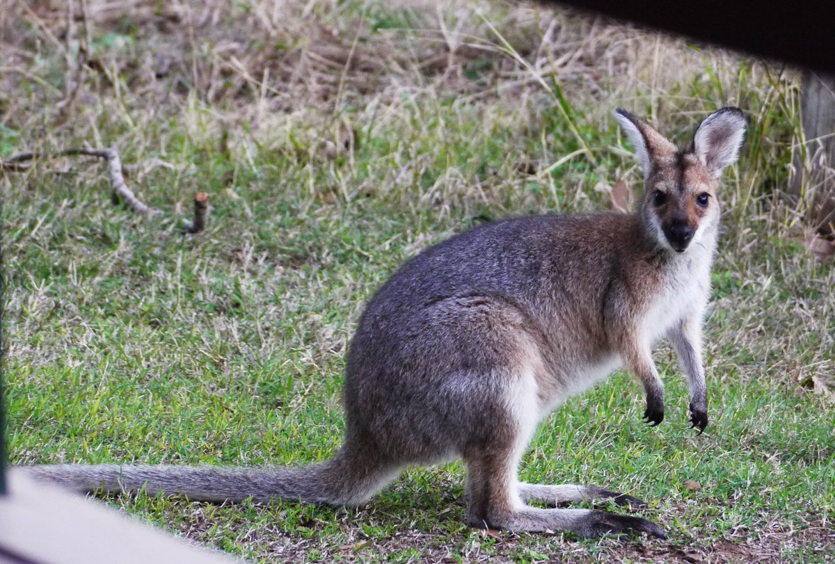 rockandroses_'s tweet photo. Short break away from Brisbane...looking through bedroom window...so cute!! @SpicersAust #Hiddenvale #wildlife https://t.co/5wNdLwvhZO