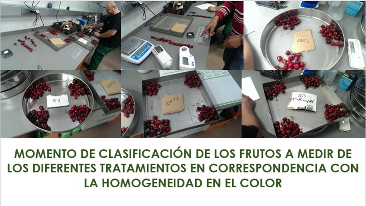 wilbert12mx's tweet photo. Evaluación de la calidad de frutos de cerezos https://t.co/cXQE0Zflwr