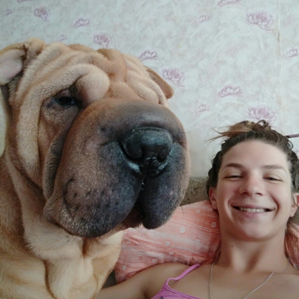 animurchuk's tweet photo. #HASHTAGTEST she looks at you like "what did you want, bro?" #sharpei #myLovelyDog #myfirstTweet https://t.co/HgwPyvgFOK