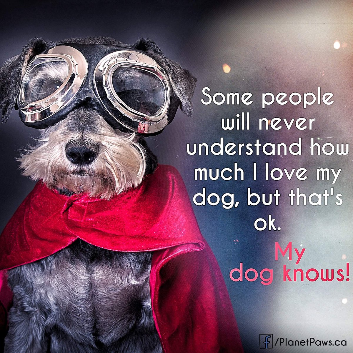 iPetStore_au's tweet photo. Love it.
#dog #puppy #love #ipetstore #retriever #labrador #frenchbulldog #poodle #germanshepherd #boxer #cavalier https://t.co/z1n1yPdojE