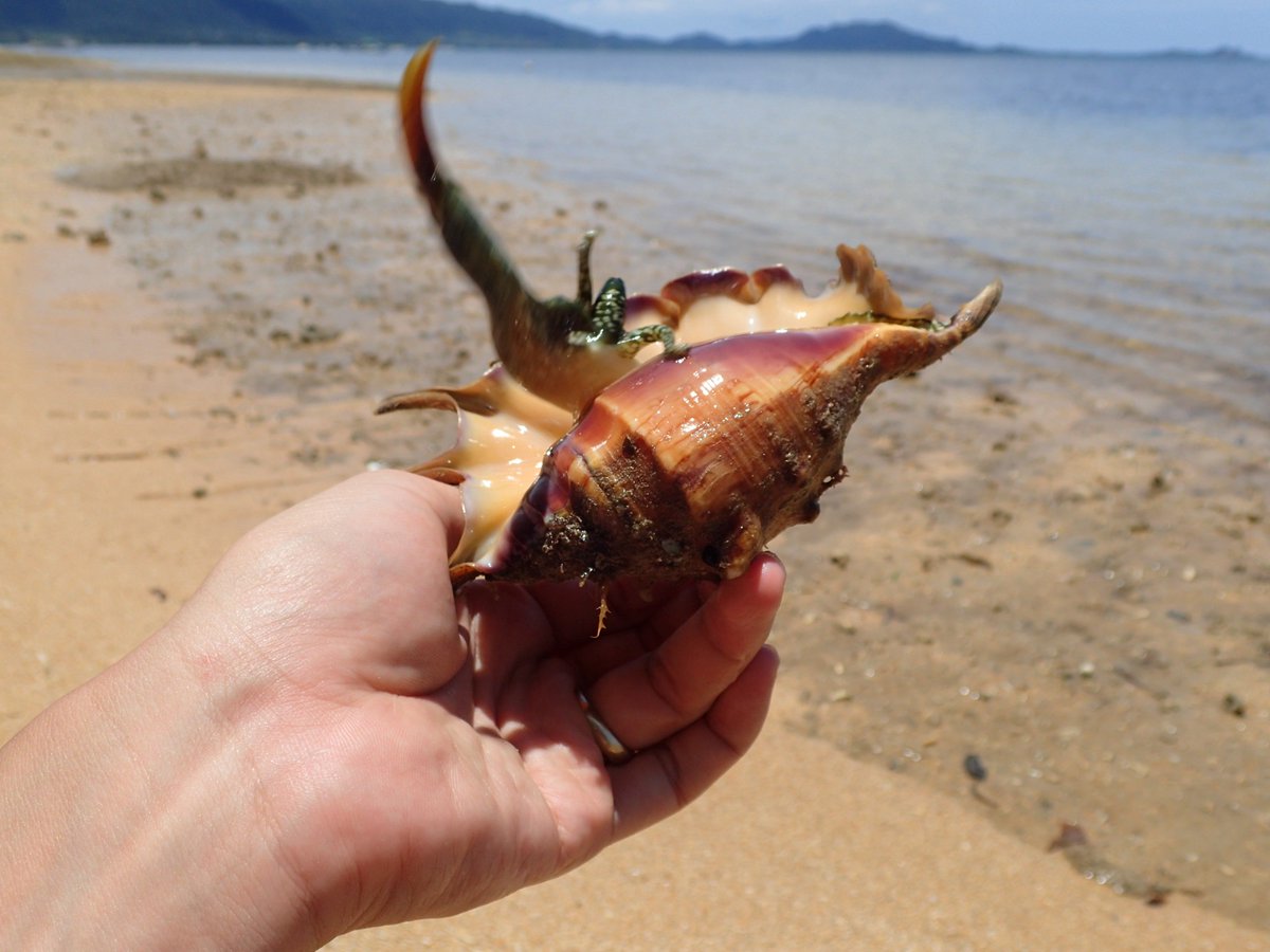 長嶋祐成 No Twitter 動きも不思議な顔もマガキガイとそっくりです マガキガイを初めて水族館で見た時は 貝から目を出して爪で歩いていたので変わったヤドカリかと思いました