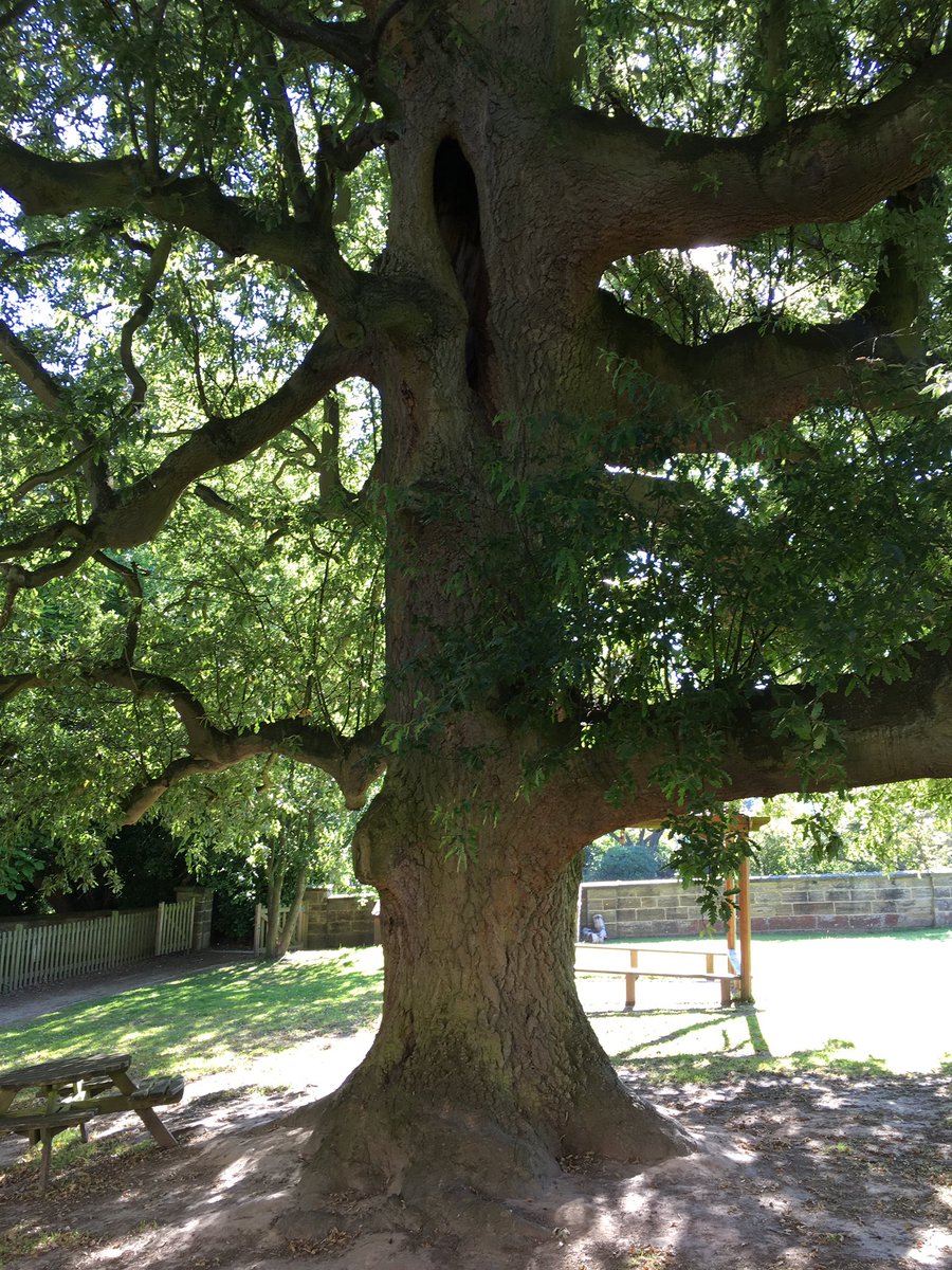 Fantastic Lucombe Oak in Kent, with loads veteran features. Thanks to John Robinson for the photos 😎👍🏽