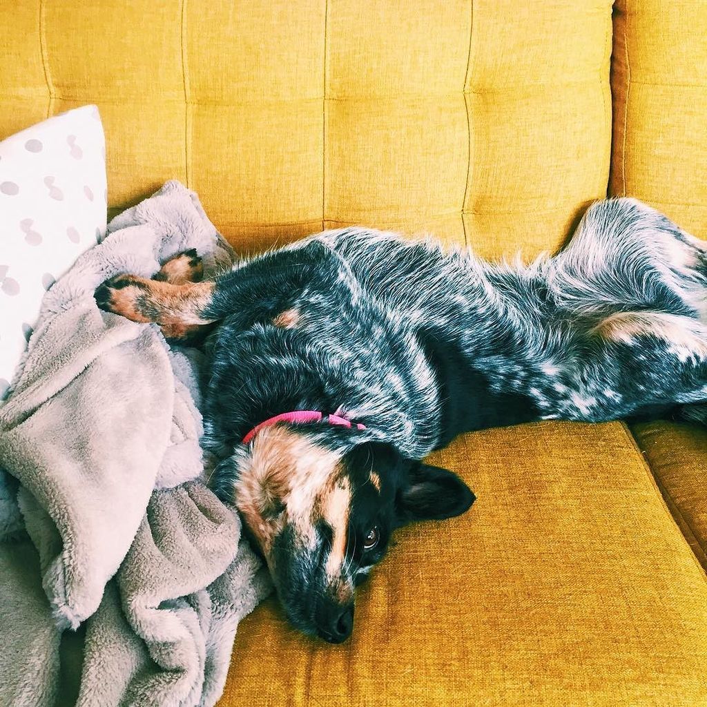 SabrinaSmelko's tweet photo. Morning, sunshine #dspets
.
.
.
.
#dspetstyle #dscolor #blueheeler #heelergram #riseandgr… https://t.co/2QjnNhsXxg https://t.co/CGMfbzAyOR