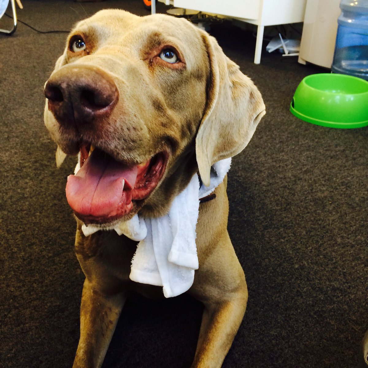 AlfieStudioDog's tweet photo. Soooh hot in @drumbeaters office today🔥 Thank you @mediacitybeauty for the ice cold towel compress ❄️ https://t.co/MLDqle8igc