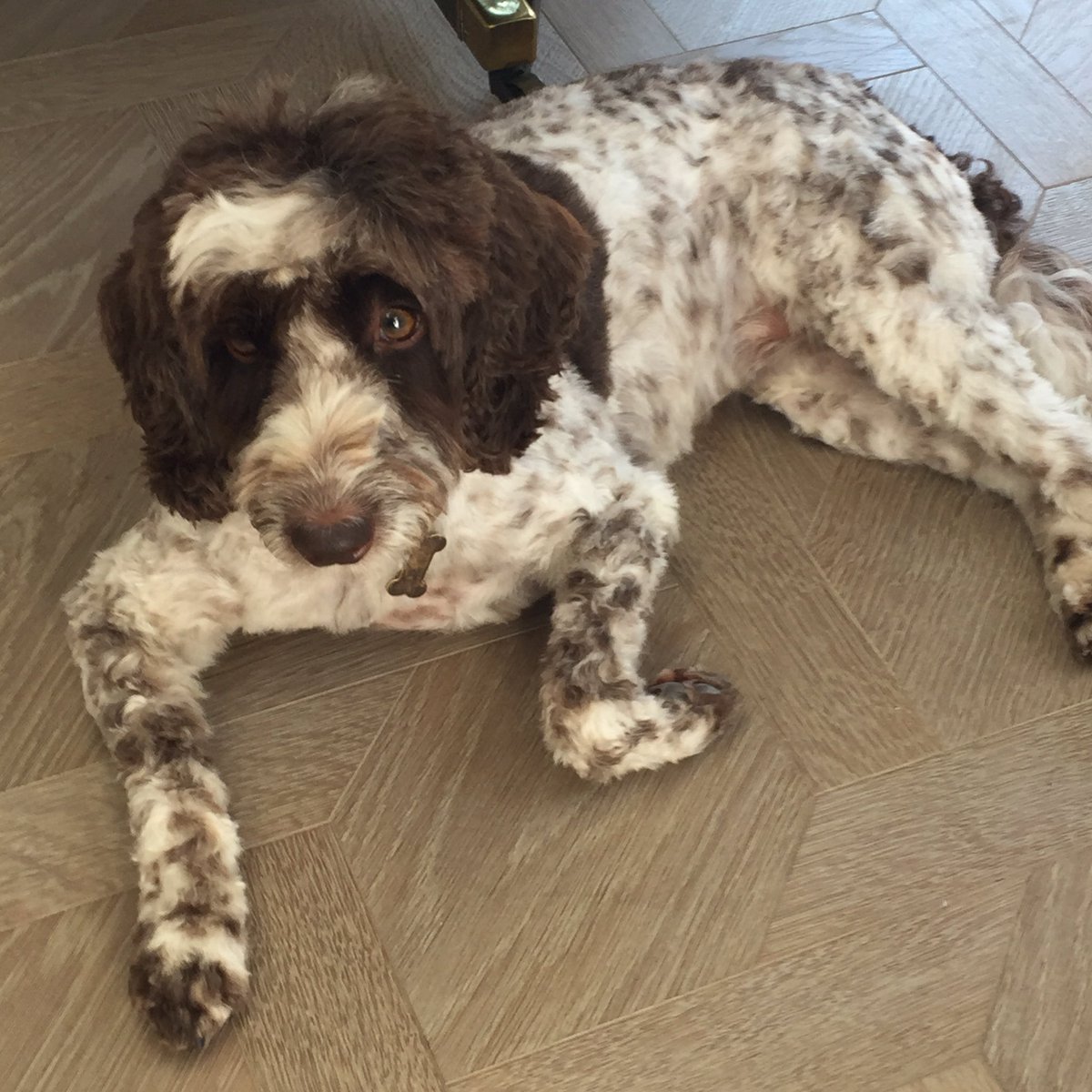 andrewdunning's tweet photo. if you're a dog and you are going to crash in the heat an @E7_Flooring floor is a great place to do it #mansionweave https://t.co/h6yY2a2d1M