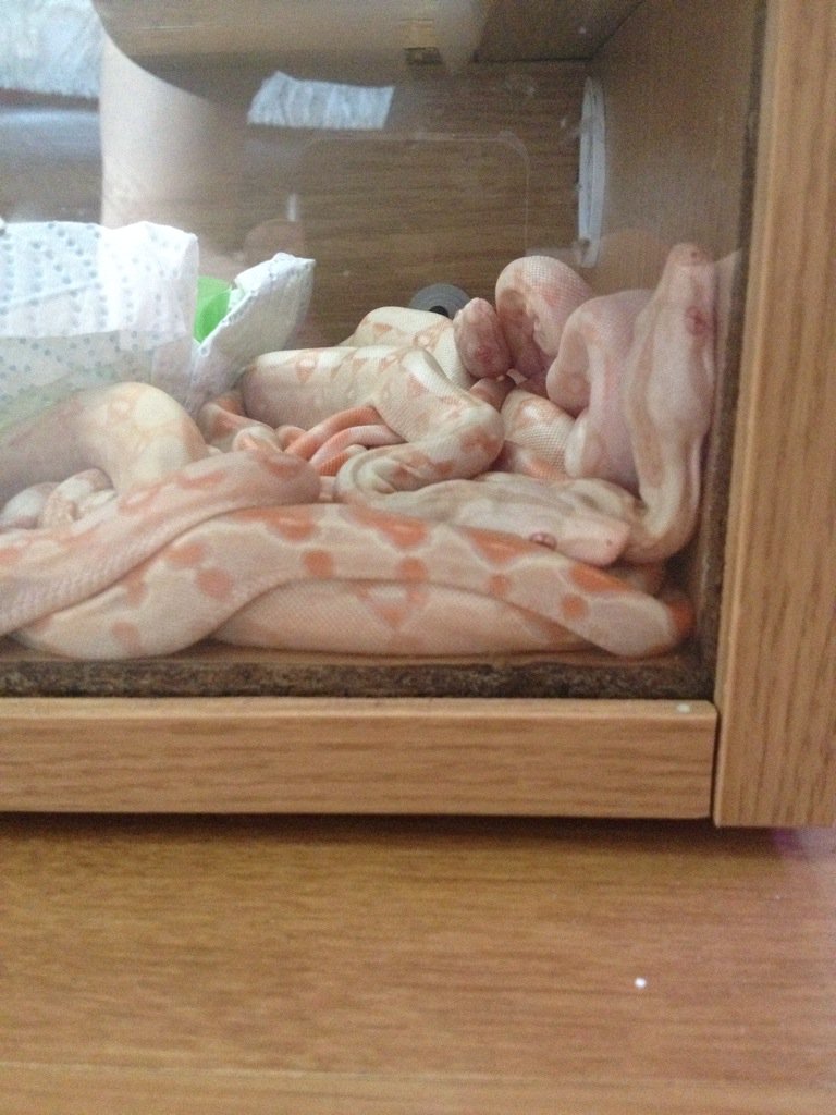 freetheweed83's tweet photo. @PKReptiles had my first litter of Kahl albino boas last week here they are just hours old. #boa #albino #snakes https://t.co/l6z0M9BLE2