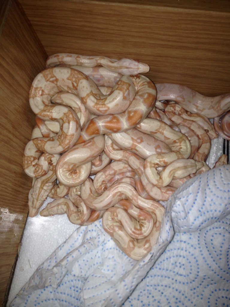 freetheweed83's tweet photo. @PKReptiles had my first litter of Kahl albino boas last week here they are just hours old. #boa #albino #snakes https://t.co/l6z0M9BLE2