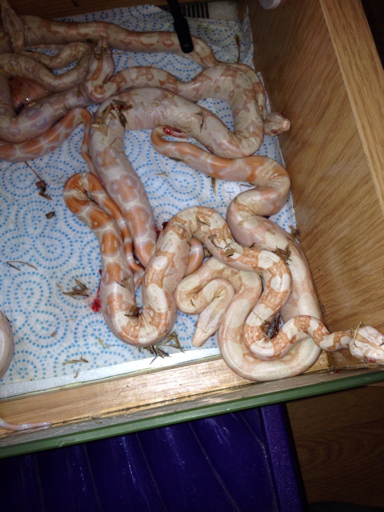 freetheweed83's tweet photo. @PKReptiles had my first litter of Kahl albino boas last week here they are just hours old. #boa #albino #snakes https://t.co/l6z0M9BLE2