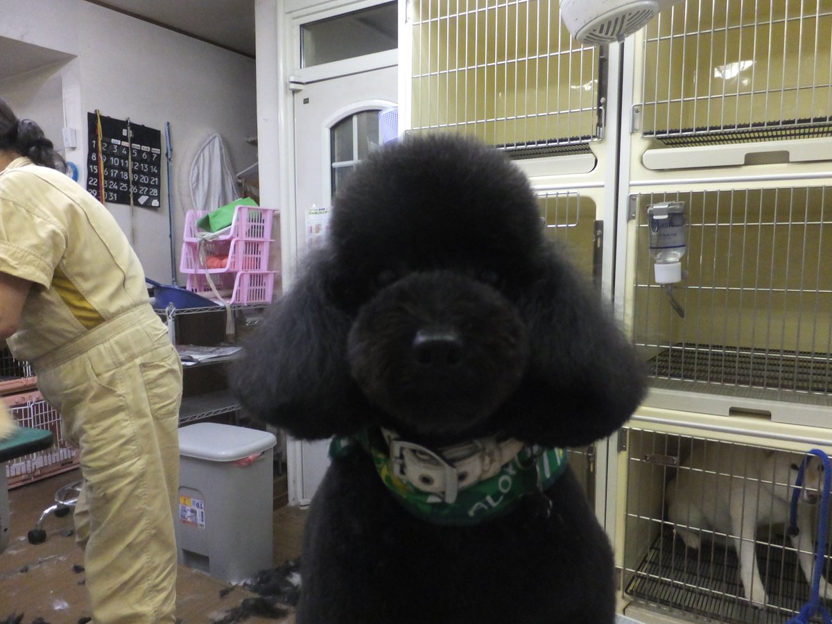 ピーナッツカット