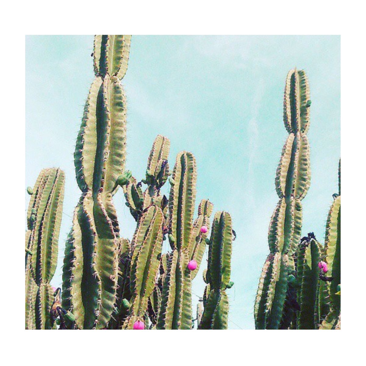 MCBeautyDrawer's tweet photo. Blue skies and cacti✌🏼️🌵#PowderPlant https://t.co/zMWTPKAy46