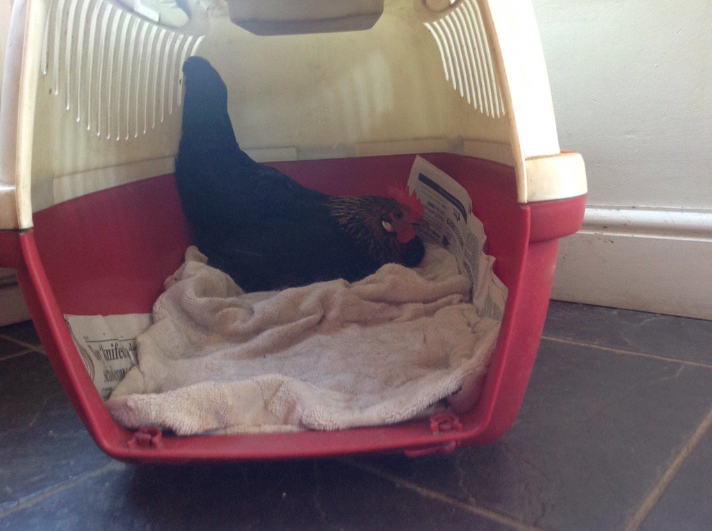 allender_farm's tweet photo. Even the chicken has come for a holiday. . Laying an egg in the cat box! # vacancies next wk #woolacombe https://t.co/yLrwxPaH6s