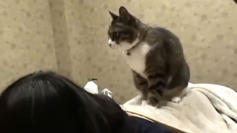 getripnlive's tweet photo. #Japon si vous essayez ce spa à #chats, partagez votre vidéo avec #Tripnlive ! #AvisEnVidéo https://t.co/Hbxthu5Mo2 https://t.co/k0e8fmuX6j