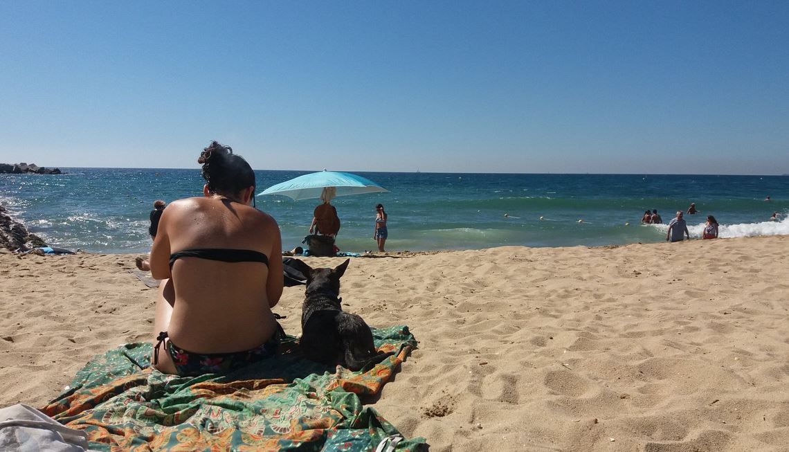 3CatInfo's tweet photo. Entra en funcionament la zona per a gossos de la platja de Llevant de #Barcelona https://t.co/YvpnYnG7jx https://t.co/Jnzql5uOPt