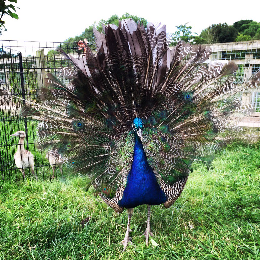 Albert decided to show off with his bright feathers #peacock #colourful