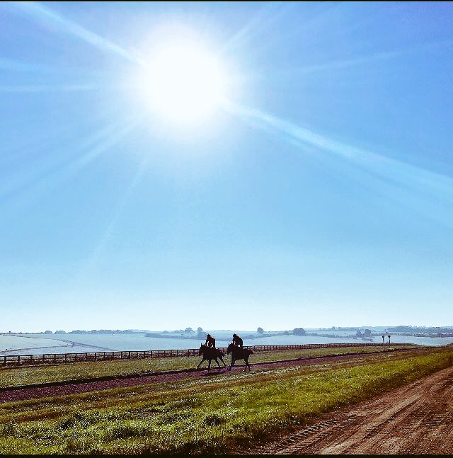 pigletracing's tweet photo. Galloped this morning. Around 3/4 weeks away from racecourse debut https://t.co/cRMFvSuxdu