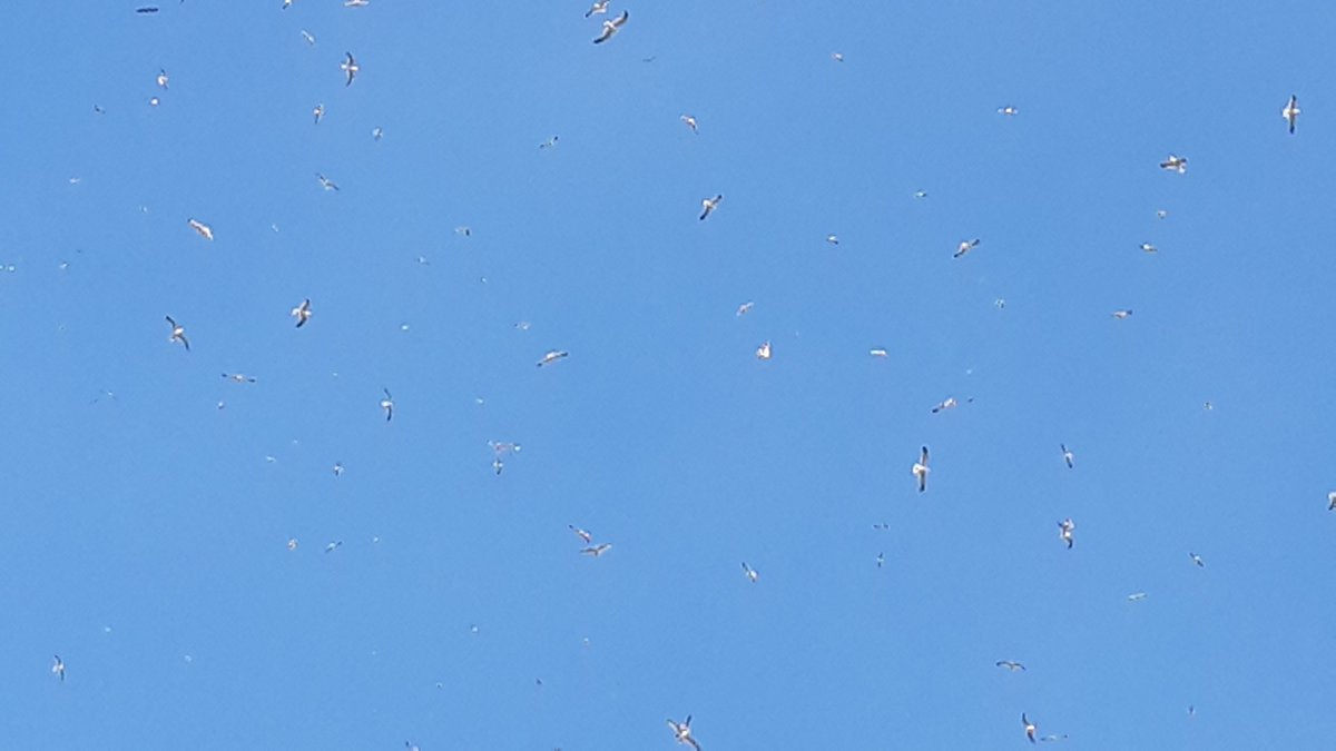 Kaakje's tweet photo. Wat een drukte boven #zeewijk #ijmuiden Vliegende mieren? #dtv https://t.co/55IdMqw588