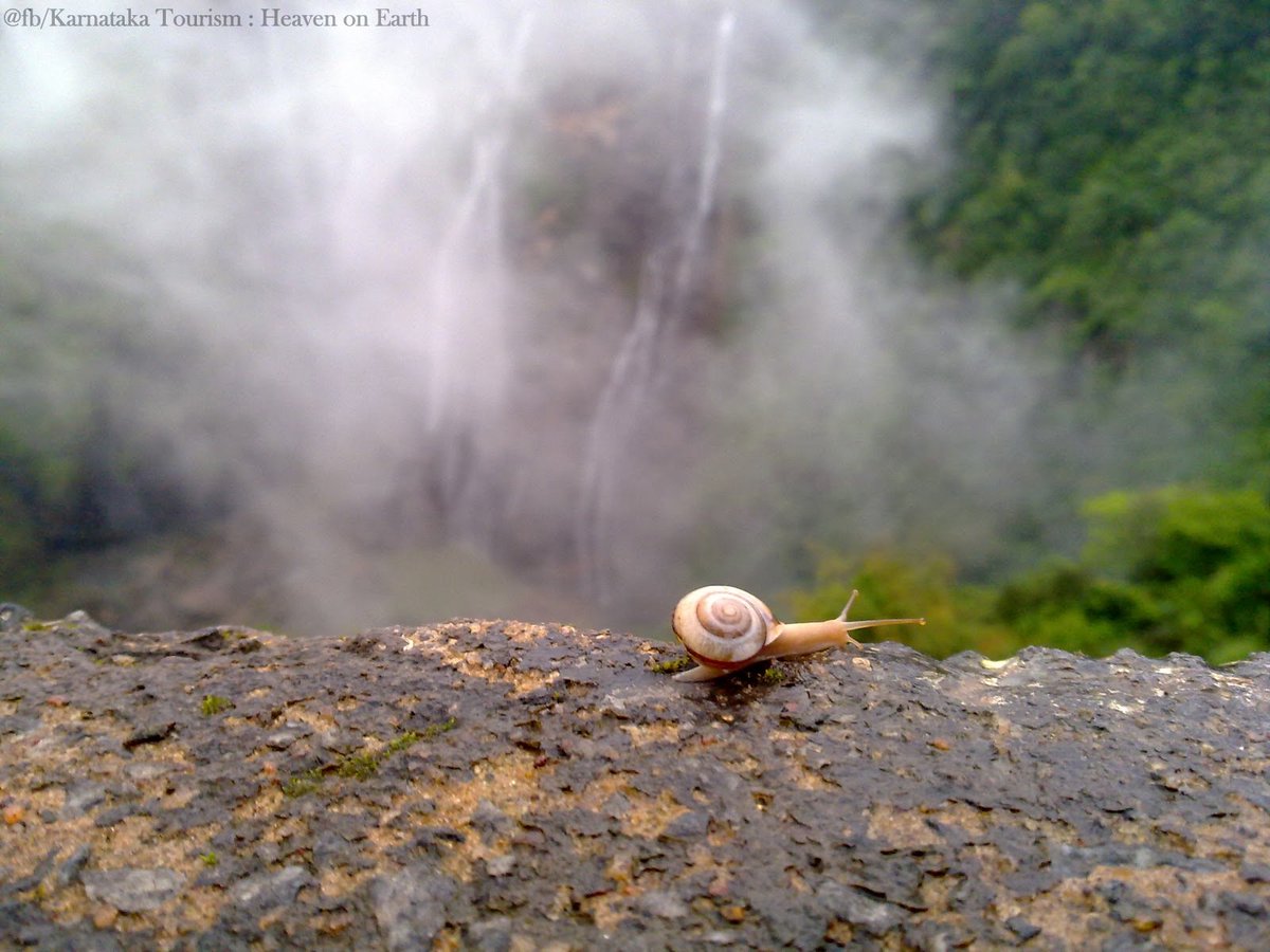 Namma_karunadu's tweet photo. #ಜೋಗ
Nature has its own music, warmth and harmony to embrace all in its mystic facet.
#Jog_Falls #A_Crawling_snail https://t.co/hMZWEUBNrx