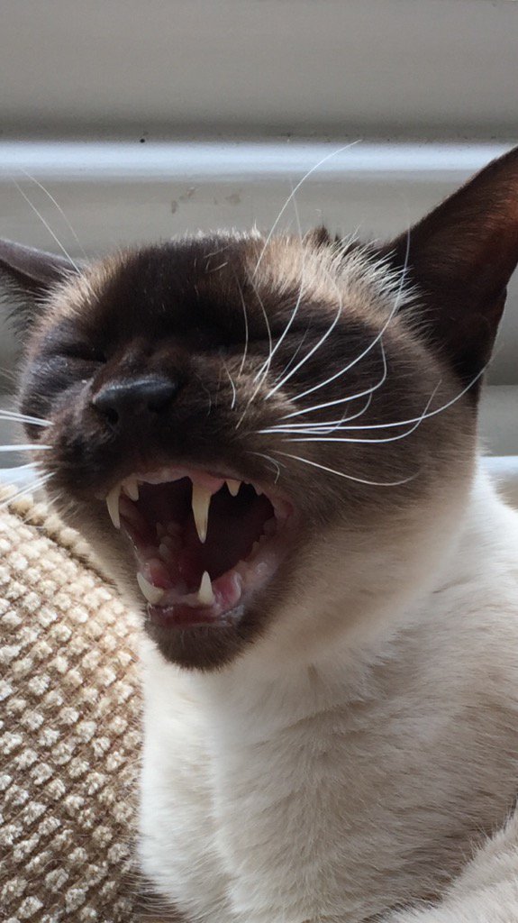 myleftfang's tweet photo. AAAAAAAAGH!!! THE V.E.T SAYS I HAVE TO HAVE MY LEFT FANG REMOVED!!! SOMEONE CALL THE POLICE!!! #Devastated #Fango https://t.co/Gwo2EhGfHg