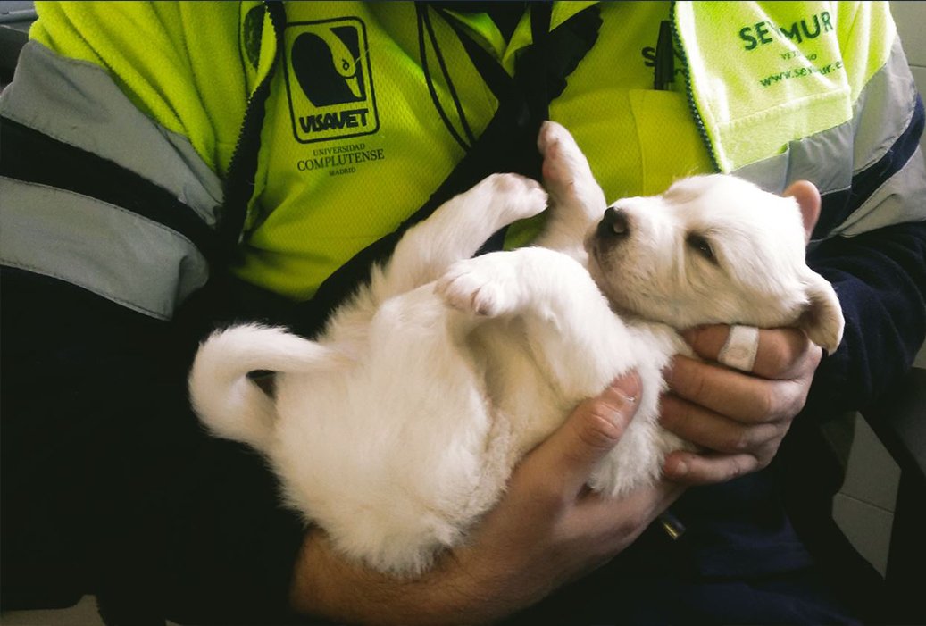 VISAVET-UCM (@visavet) on Twitter photo <a href="/unicomplutense/">Complutense</a> y <a href="/MADRID/">Ayuntamiento Madrid</a> renuevan su compromiso por el bienestar animal y la salud pública visavet.es/es/la-universi… <a href="/unicomplutense/">Complutense</a> y <a href="/MADRID/">Ayuntamiento Madrid</a> renuevan su compromiso por el bienestar animal y la salud pública visavet.es/es/la-universi…