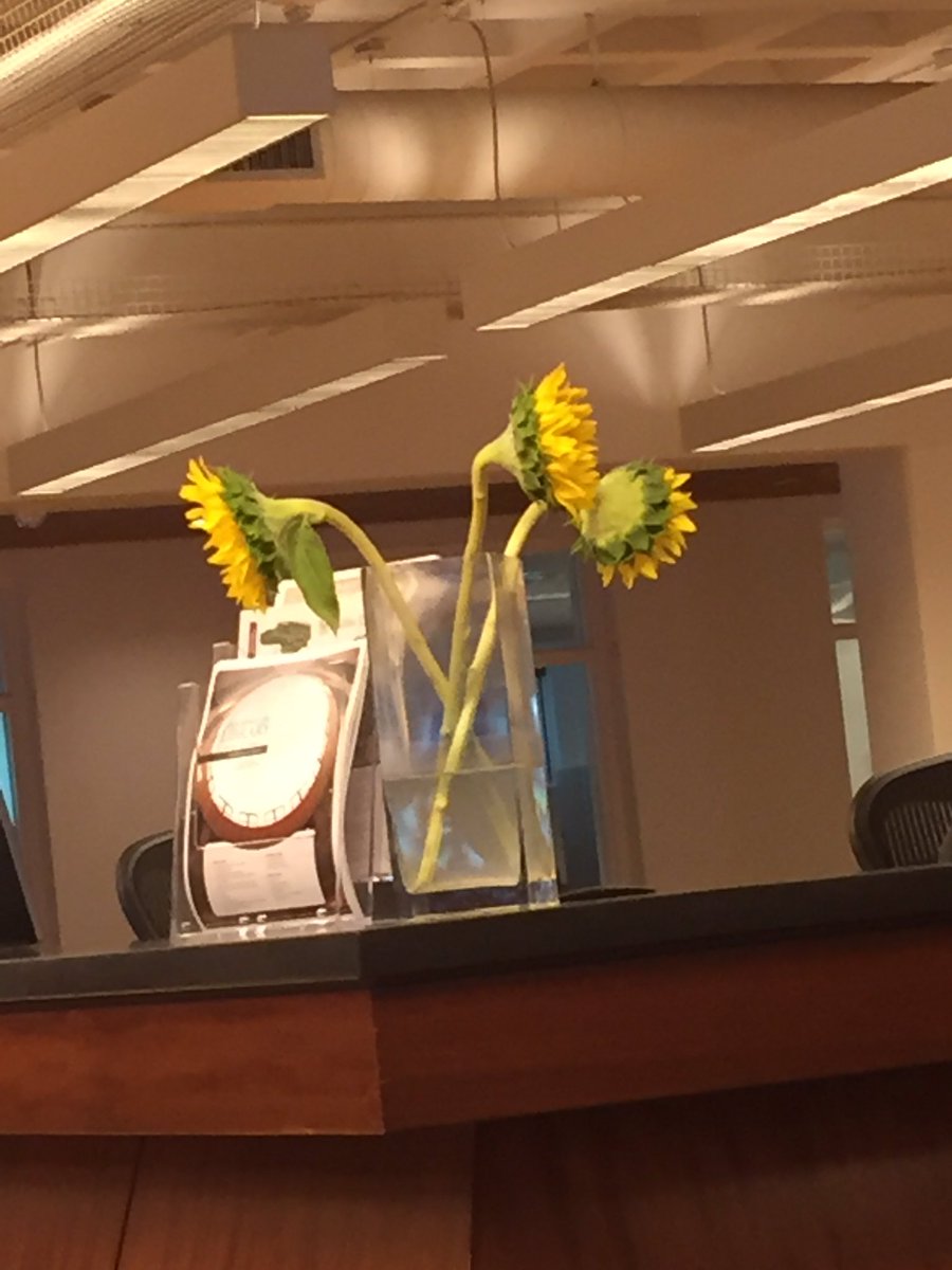 Check out the real sunflowers at the Addlestone Library! @CofCJennA "Nature is cool"