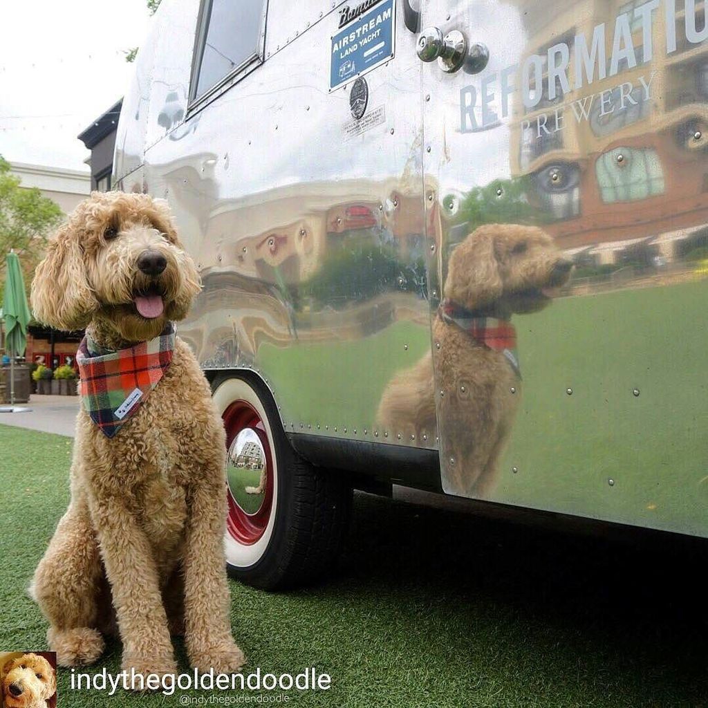 Another @indythegoldendoodle sighting with the @reformationbrewery airstream! #ftw #dogs_o… ift.tt/29Xmr5y