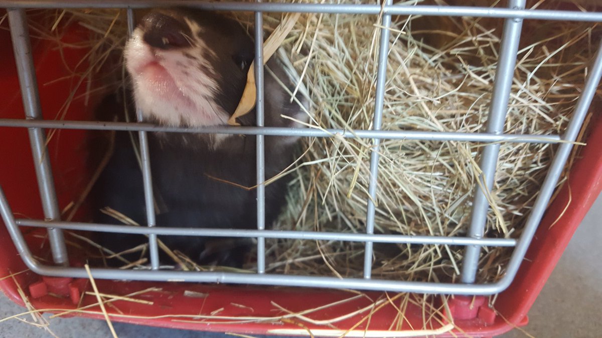 Marmites1's tweet photo. Well done to bovril today. She went to the vets for jabs/microchipping.Didn't bite me which was a shock but grateful https://t.co/s64Xs7Bnyk
